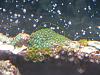 zoas