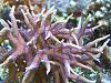 ORA purple polyp pink birds nest