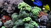 Trumpet corals