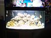 fish 038