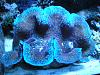 Gigas Clam 10/11/10